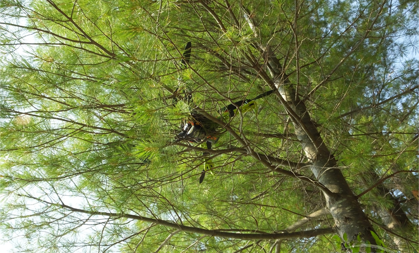 Drone stuck in tree